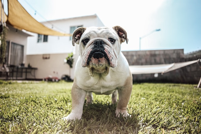 A picture of a bulldog